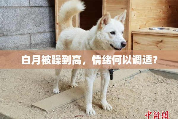 白月被躁到高，情绪何以调适？