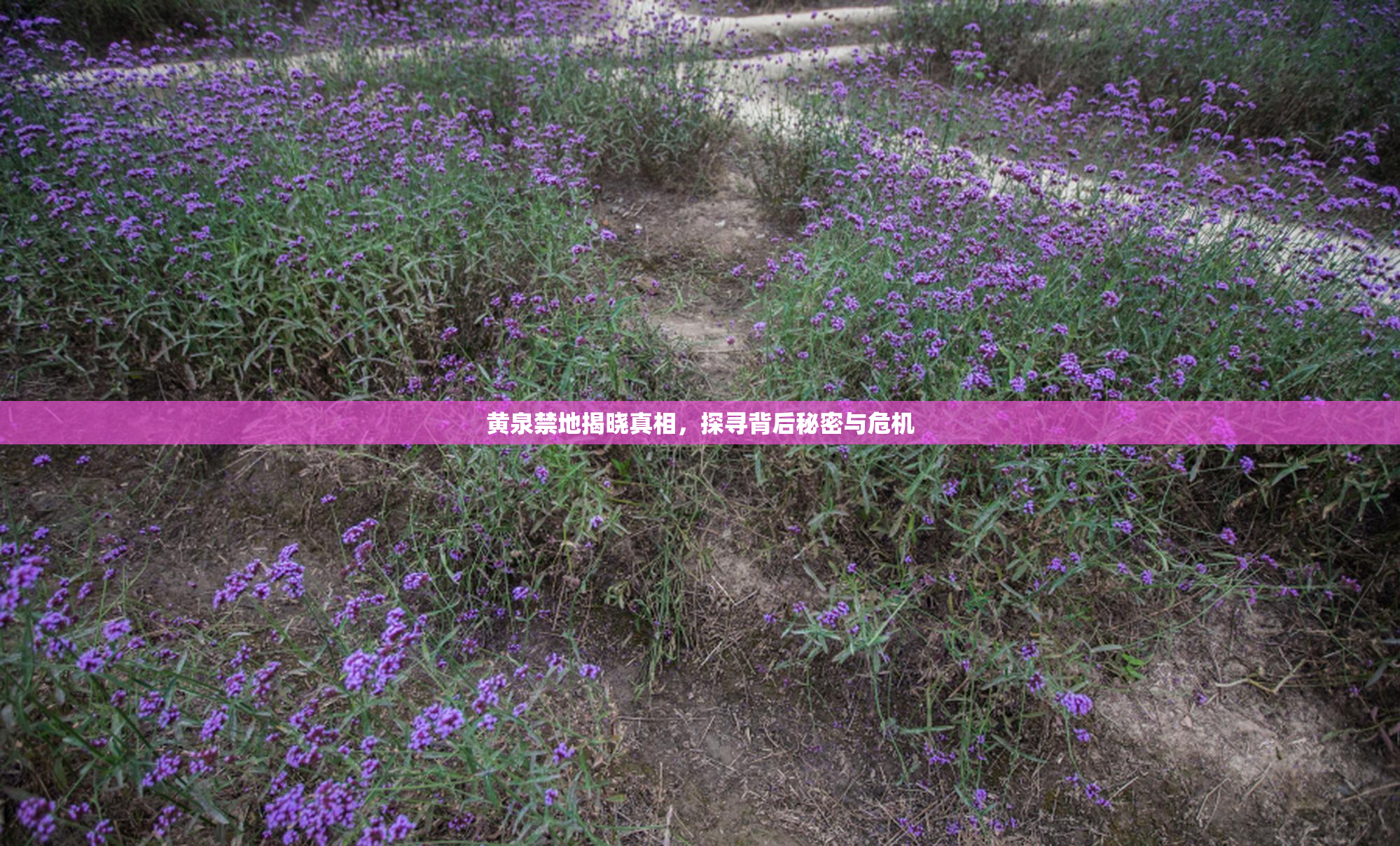 黄泉禁地揭晓真相，探寻背后秘密与危机