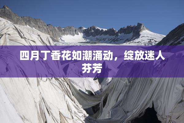 四月丁香花如潮涌动，绽放迷人芬芳
