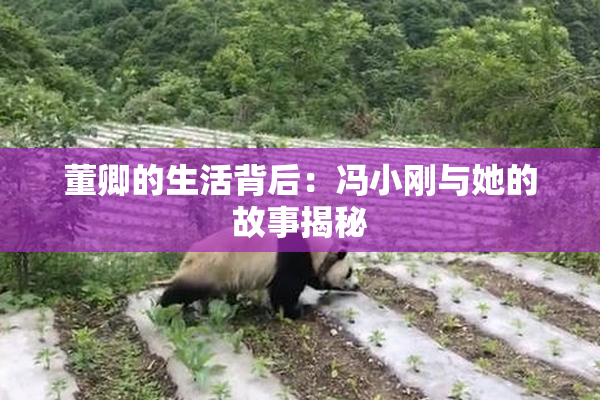 董卿的生活背后：冯小刚与她的故事揭秘