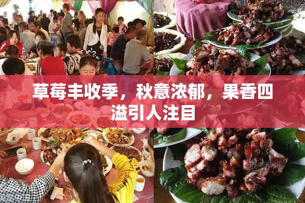 草莓丰收季，秋意浓郁，果香四溢引人注目