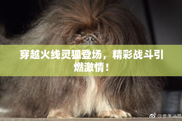 穿越火线灵狐登场，精彩战斗引燃激情！