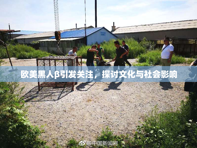欧美黑人β引发关注，探讨文化与社会影响