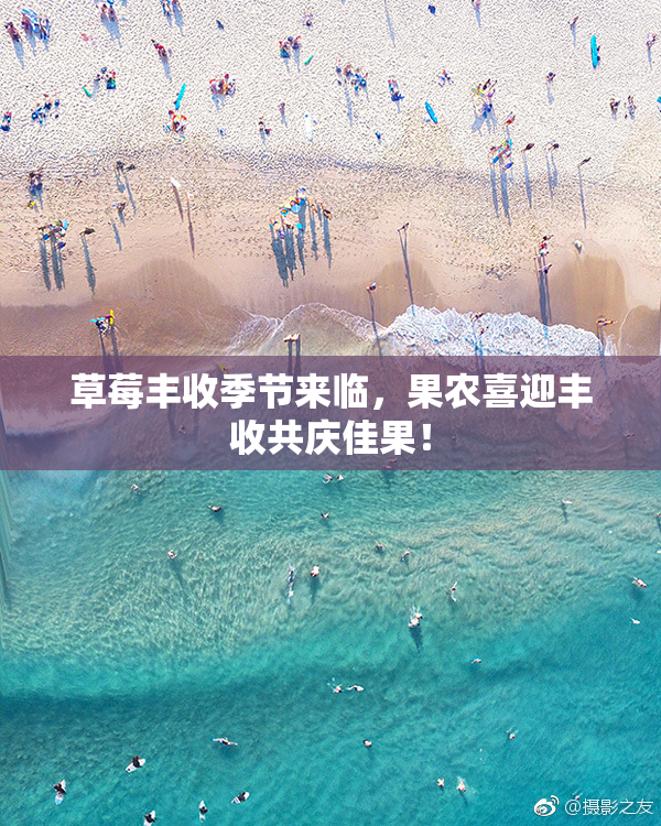 草莓丰收季节来临，果农喜迎丰收共庆佳果！