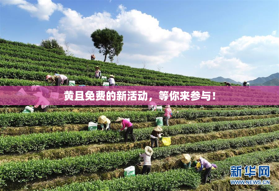 黄且免费的新活动，等你来参与！