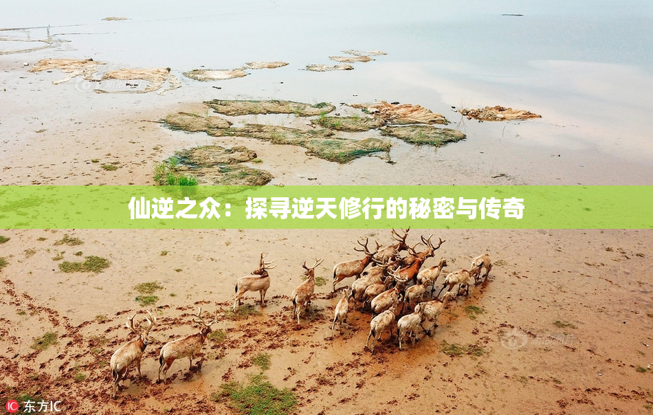 仙逆之众：探寻逆天修行的秘密与传奇