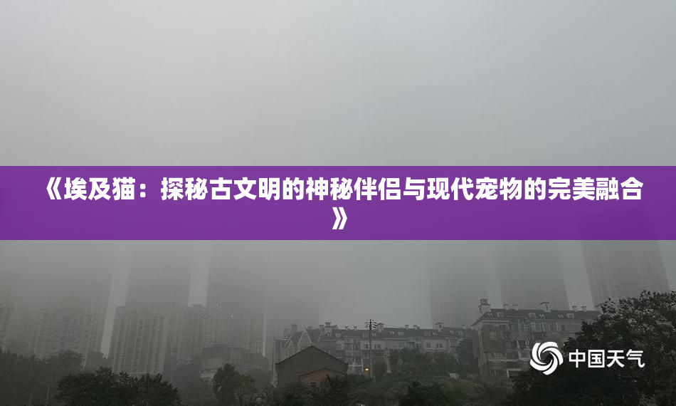《埃及猫：探秘古文明的神秘伴侣与现代宠物的完美融合》