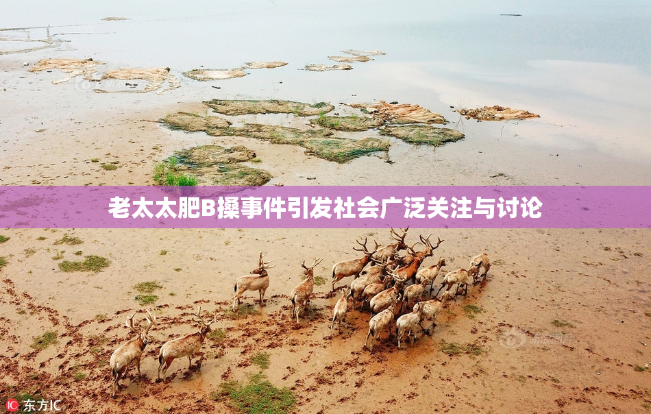老太太肥B搡事件引发社会广泛关注与讨论