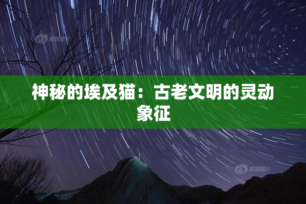神秘的埃及猫：古老文明的灵动象征