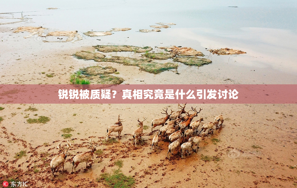 锐锐被质疑？真相究竟是什么引发讨论