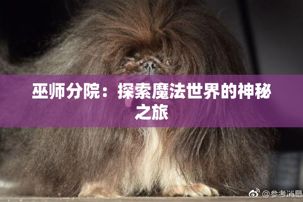 巫师分院：探索魔法世界的神秘之旅