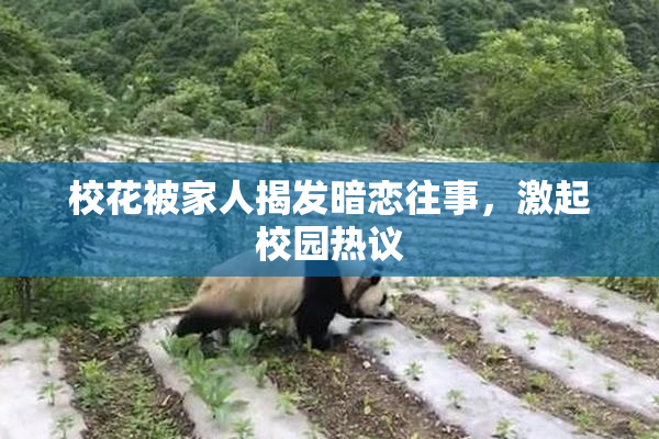 校花被家人揭发暗恋往事，激起校园热议