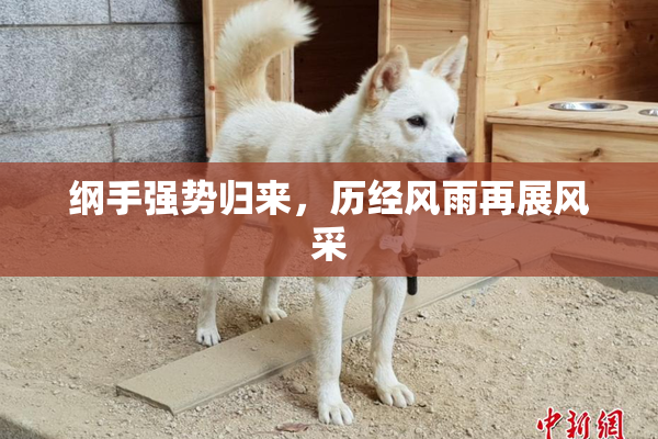 纲手强势归来，历经风雨再展风采