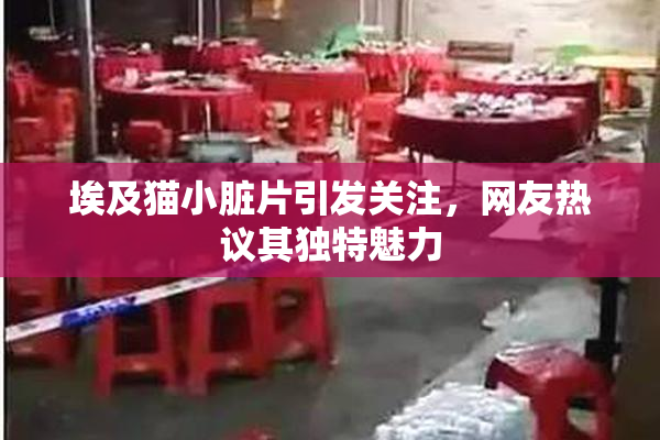 埃及猫小脏片引发关注，网友热议其独特魅力