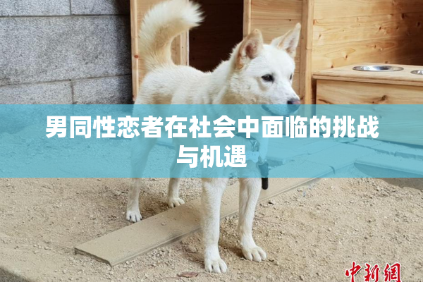 男同性恋者在社会中面临的挑战与机遇