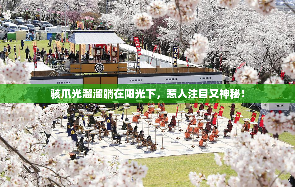 骇爪光溜溜躺在阳光下，惹人注目又神秘！