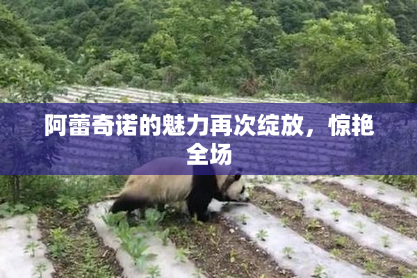 阿蕾奇诺的魅力再次绽放，惊艳全场