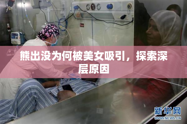 熊出没为何被美女吸引，探索深层原因