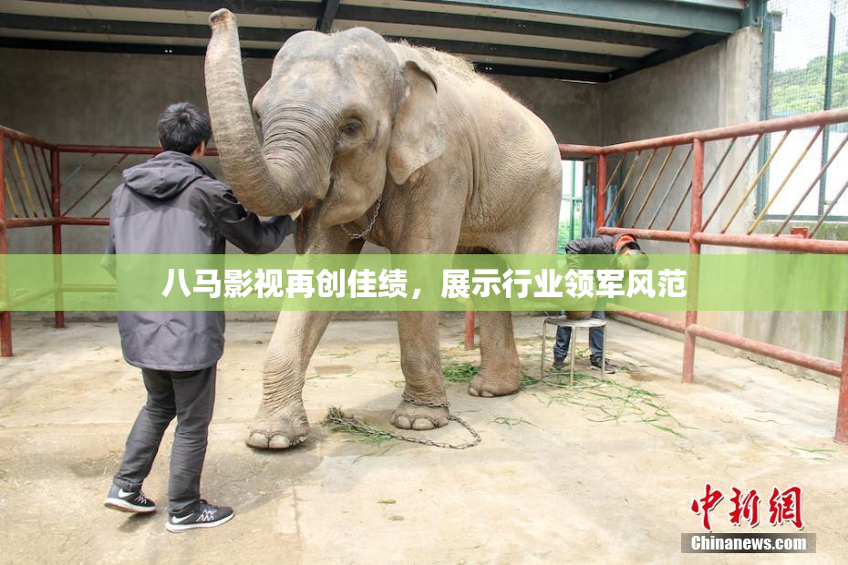 八马影视再创佳绩，展示行业领军风范