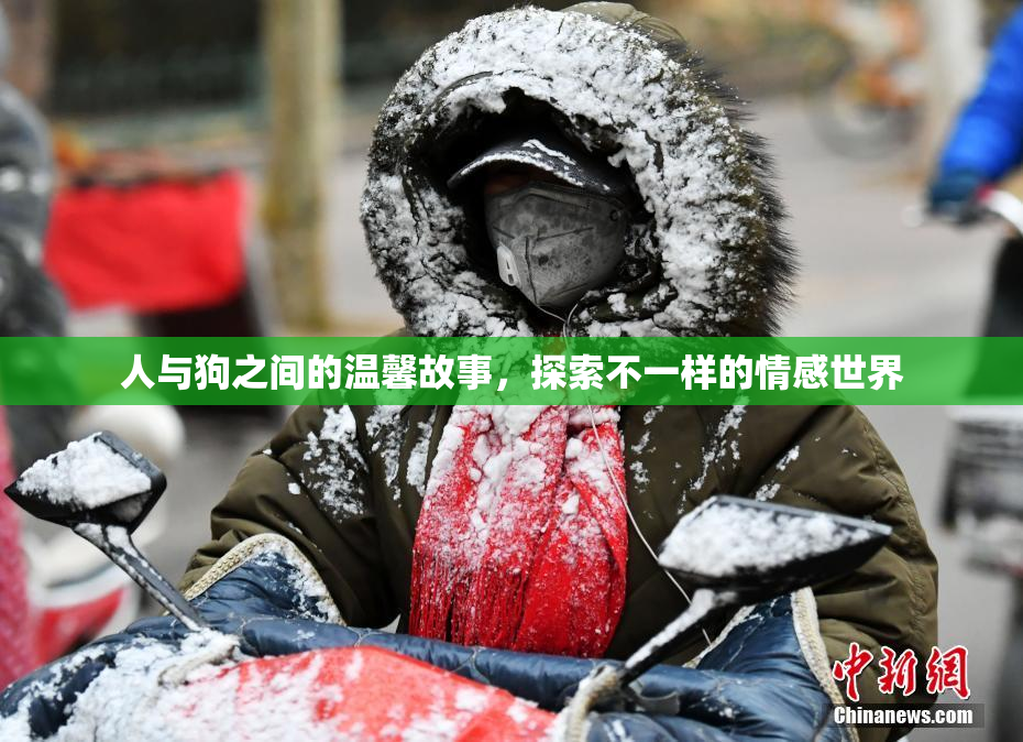 人与狗之间的温馨故事，探索不一样的情感世界