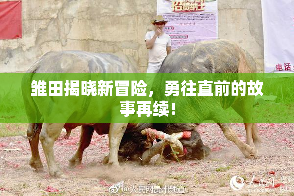 雏田揭晓新冒险，勇往直前的故事再续！