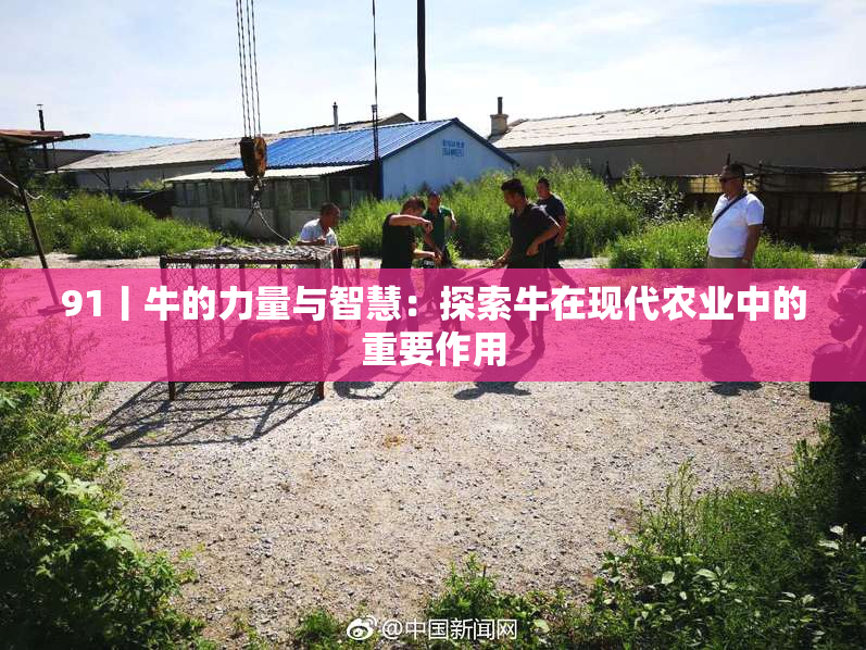 91丨牛的力量与智慧：探索牛在现代农业中的重要作用