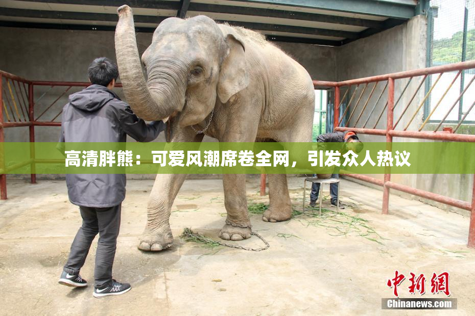 高清胖熊：可爱风潮席卷全网，引发众人热议