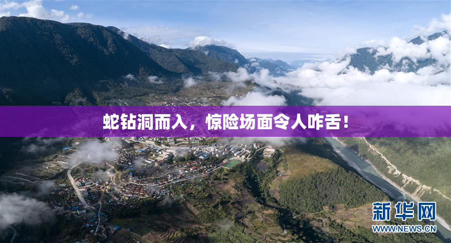 蛇钻洞而入，惊险场面令人咋舌！
