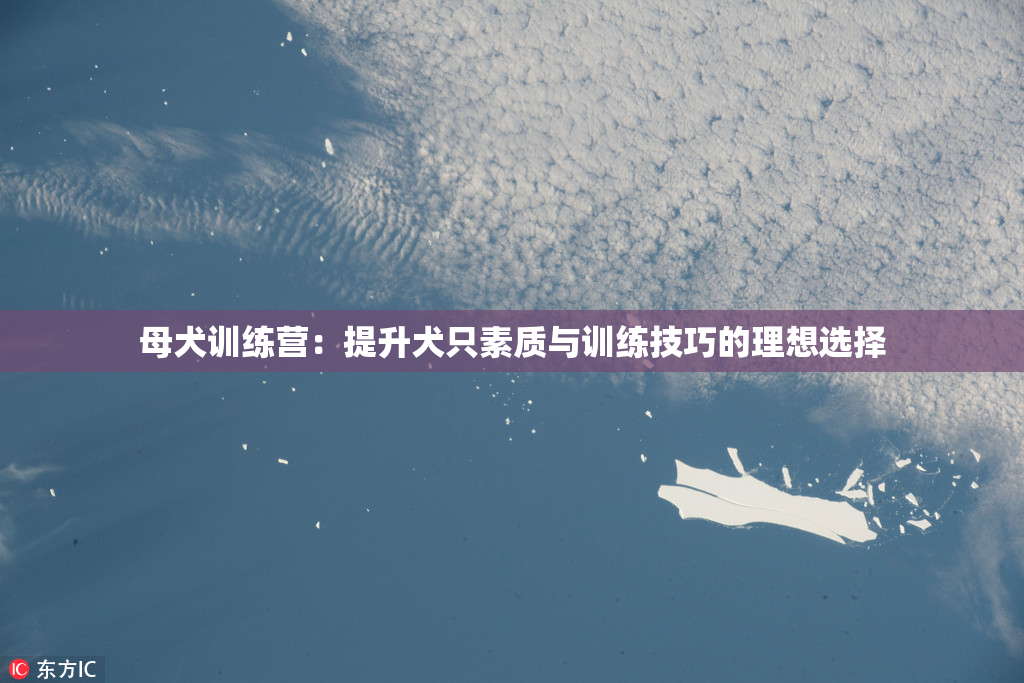 母犬训练营：提升犬只素质与训练技巧的理想选择
