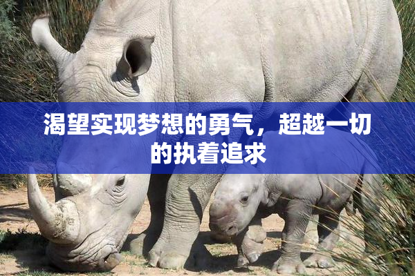 渴望实现梦想的勇气，超越一切的执着追求