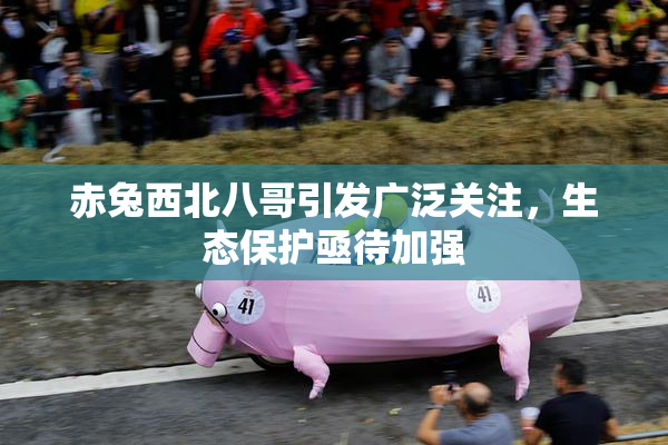 赤兔西北八哥引发广泛关注，生态保护亟待加强