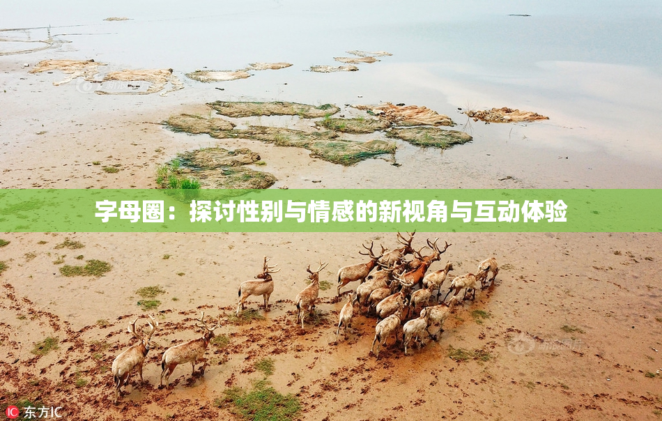 字母圈：探讨性别与情感的新视角与互动体验