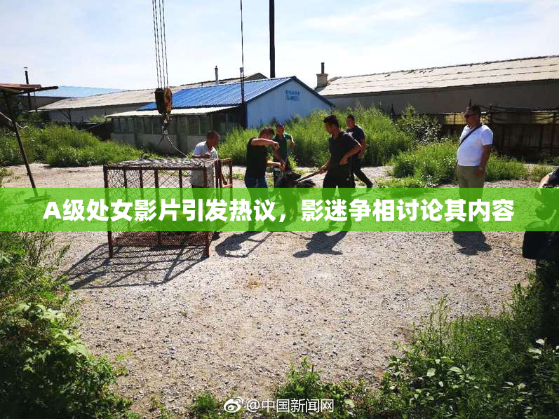A级处女影片引发热议，影迷争相讨论其内容