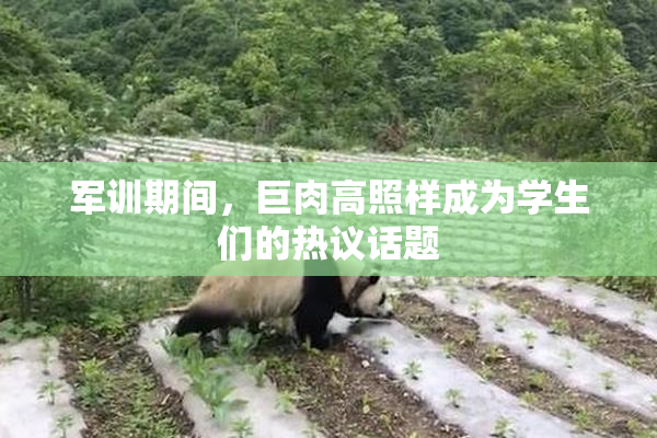 军训期间，巨肉高照样成为学生们的热议话题