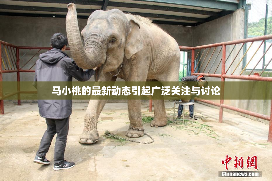 马小桃的最新动态引起广泛关注与讨论