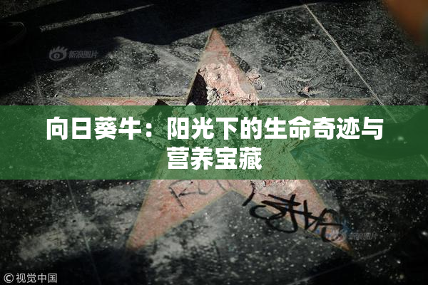 向日葵牛：阳光下的生命奇迹与营养宝藏
