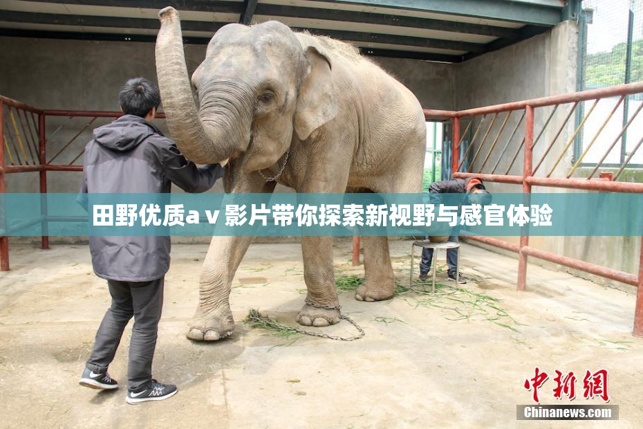 田野优质aⅴ影片带你探索新视野与感官体验