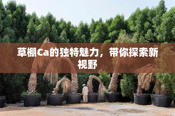 草棚Ca的独特魅力，带你探索新视野