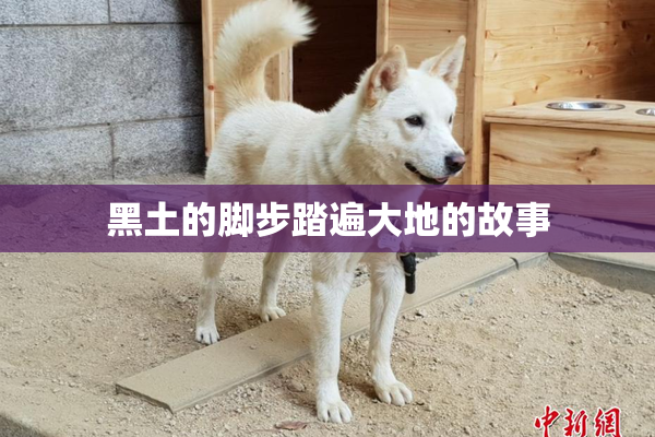 黑土的脚步踏遍大地的故事