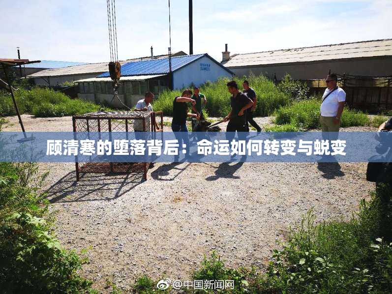 顾清寒的堕落背后：命运如何转变与蜕变