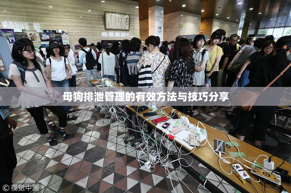 母狗排泄管理的有效方法与技巧分享