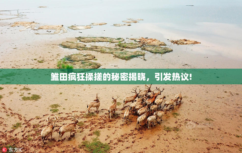 雏田疯狂揉搓的秘密揭晓，引发热议!